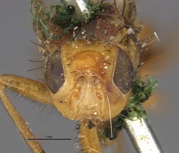 Media type: image;   Entomology 10245 Aspect: head frontal view